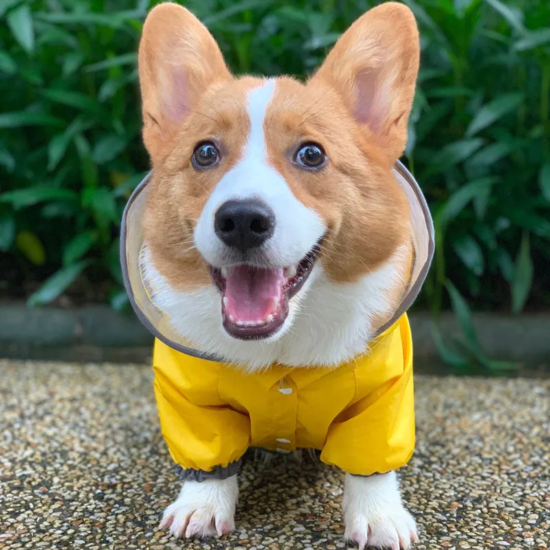Corgi dog raincoat
