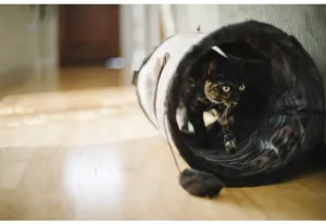 Purr & Pounce Cat Tunnel